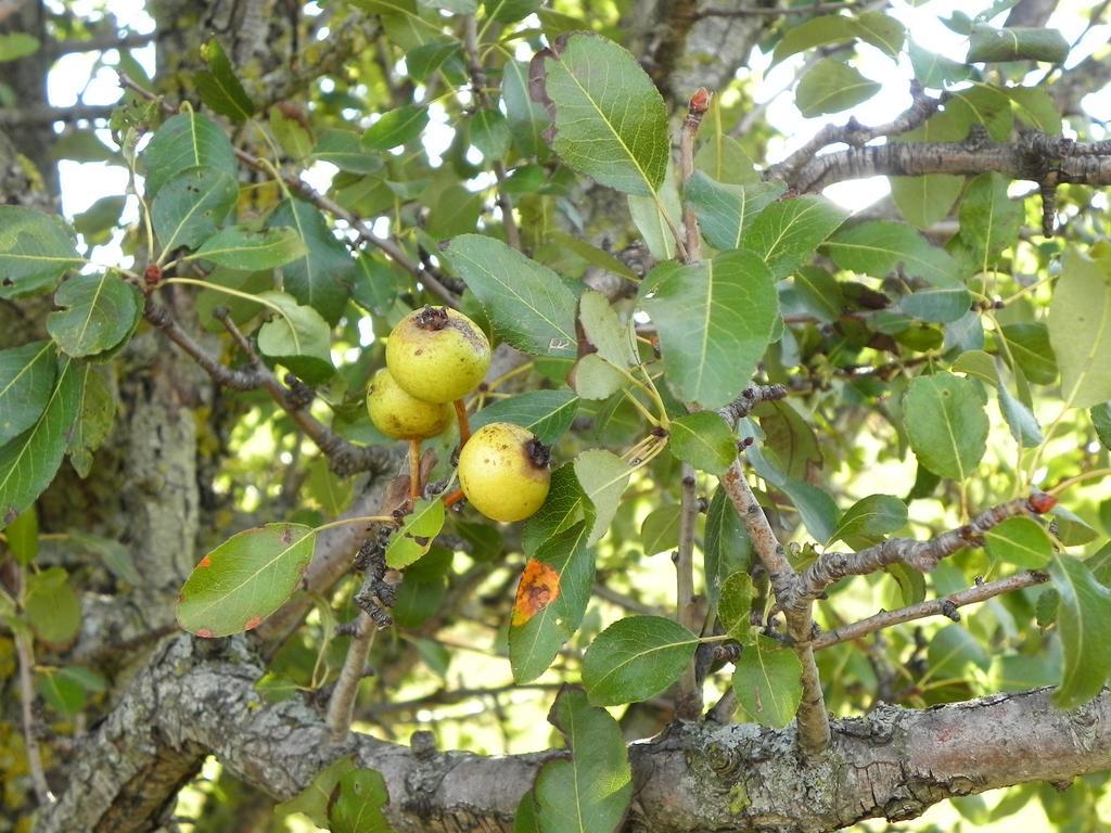 Agriturismo Sugheretello Semproniano Kültér fotó